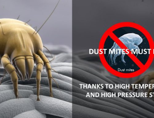 What is the dust mite and where does it live?